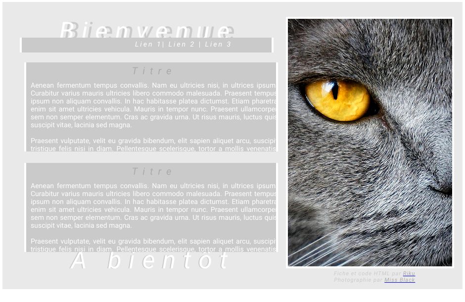 Chartreux, par Shinohara