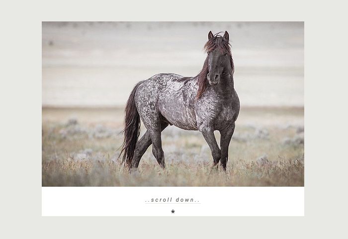 Cheval.10, par Shinohara