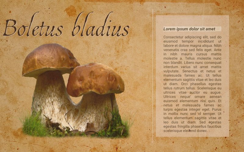 Champignons [fiche descriptive], par Milou