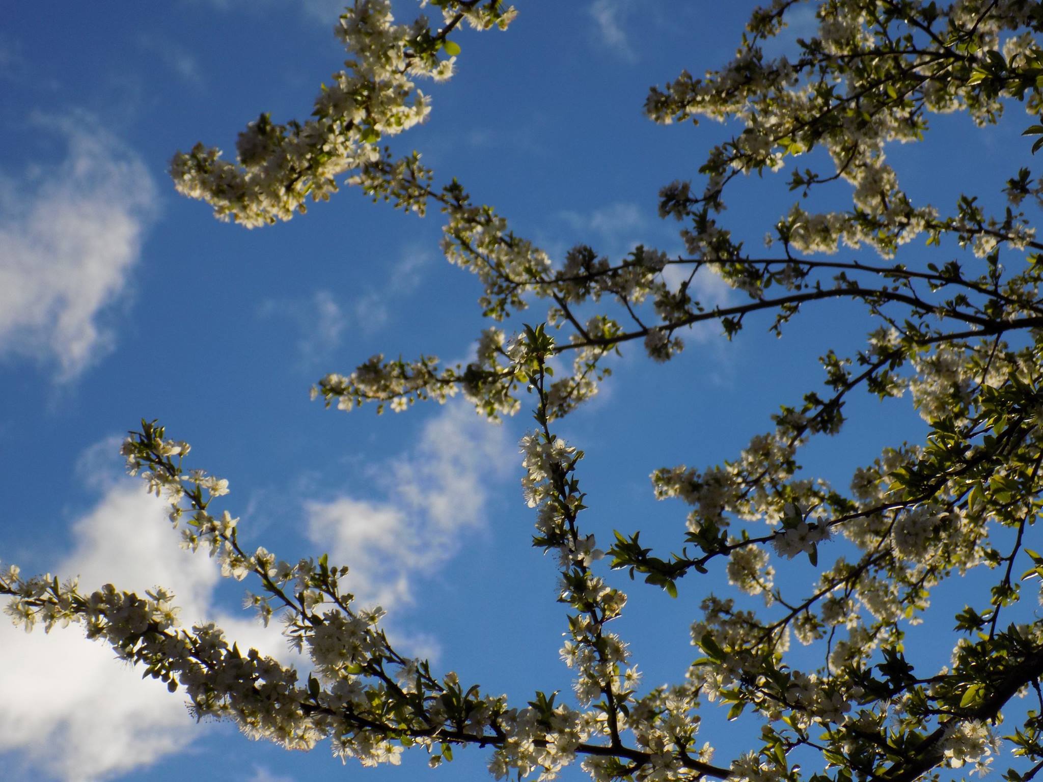 Blossom tree, par emily1303
