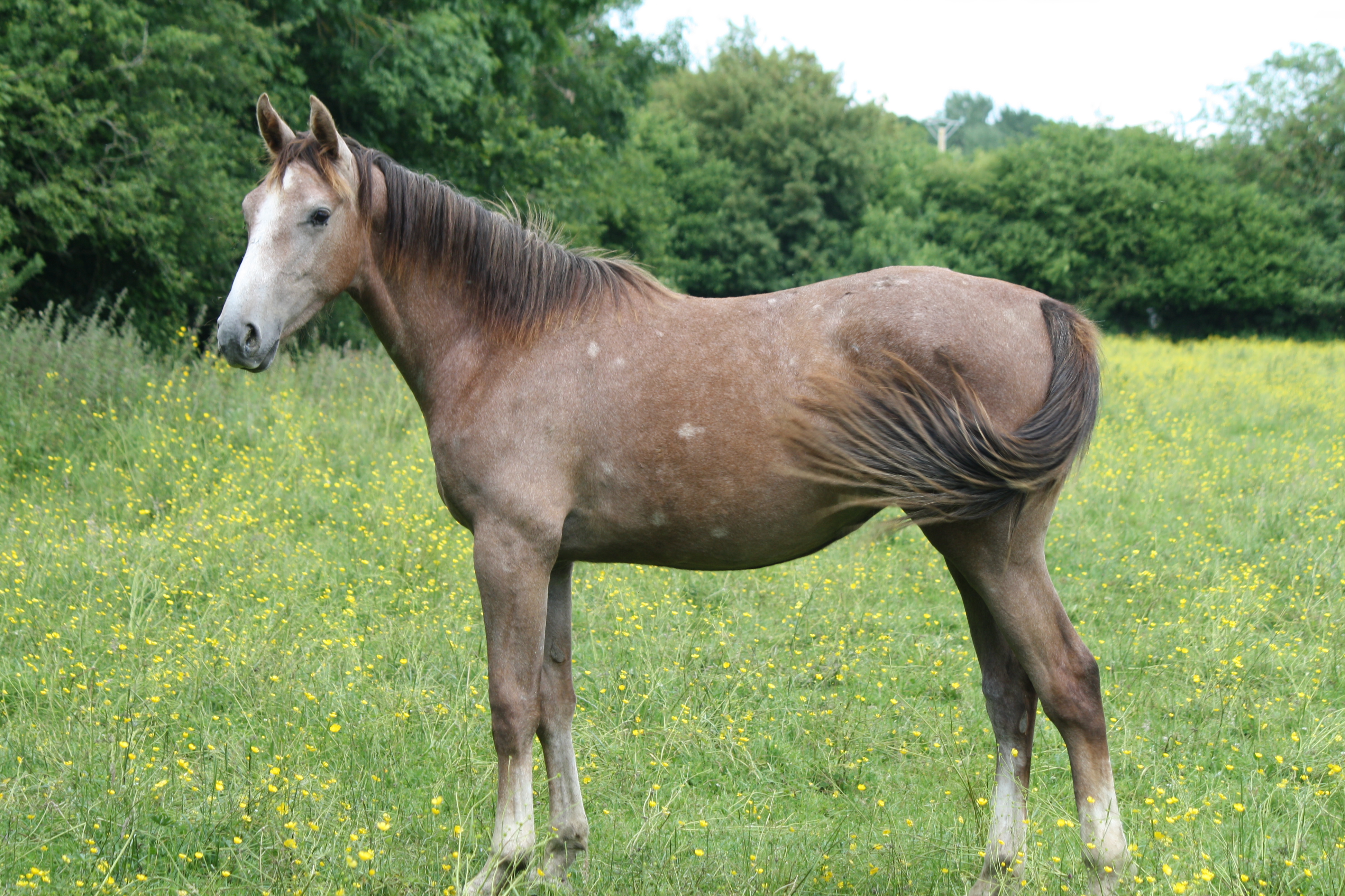 Cheval, par Zukki