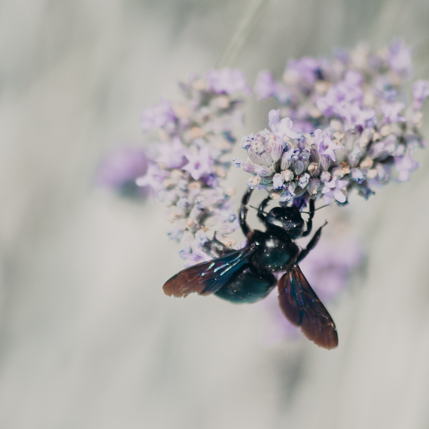 Xylocope | Macro, par Artemis