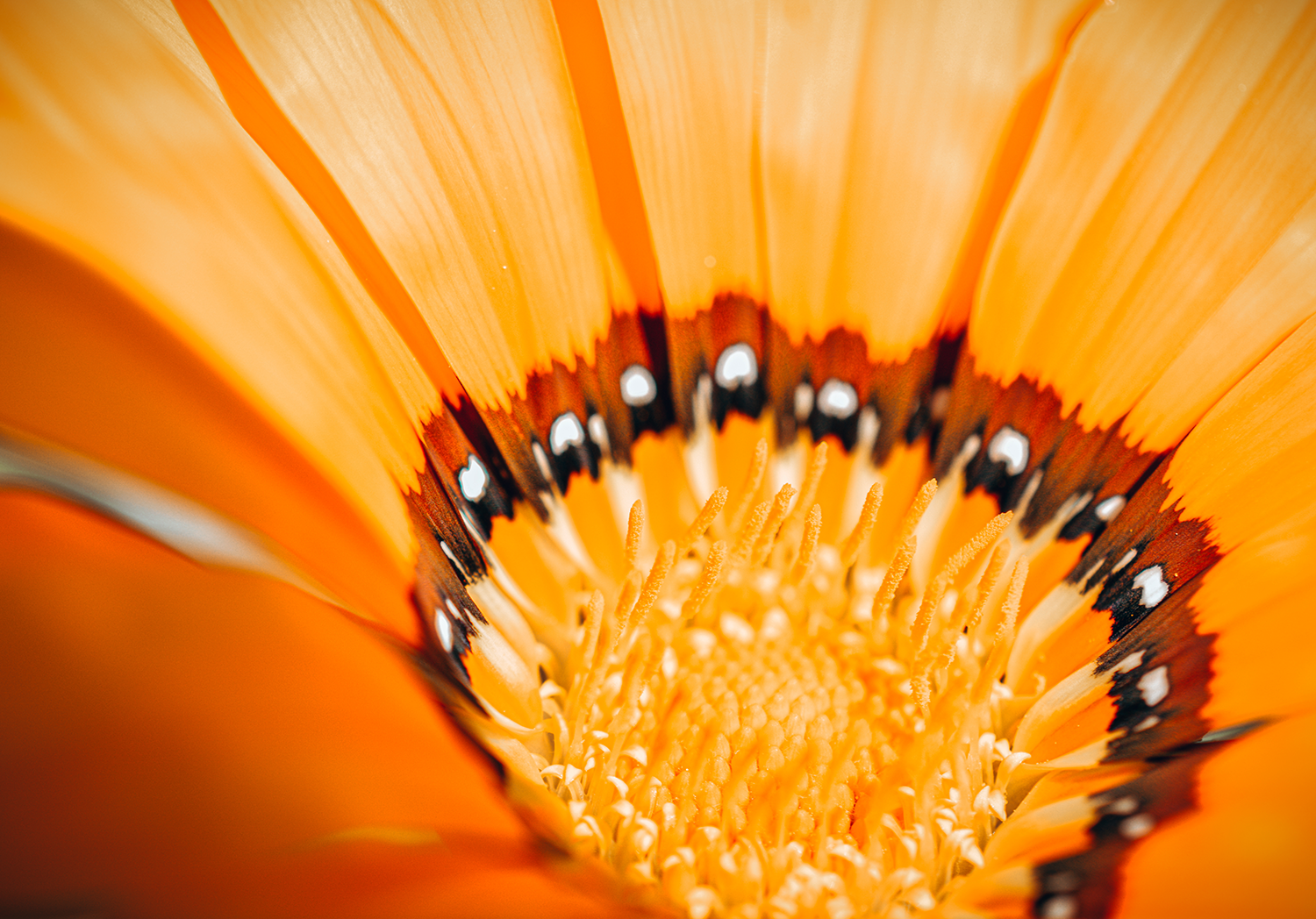 Fleuri, par Artemis