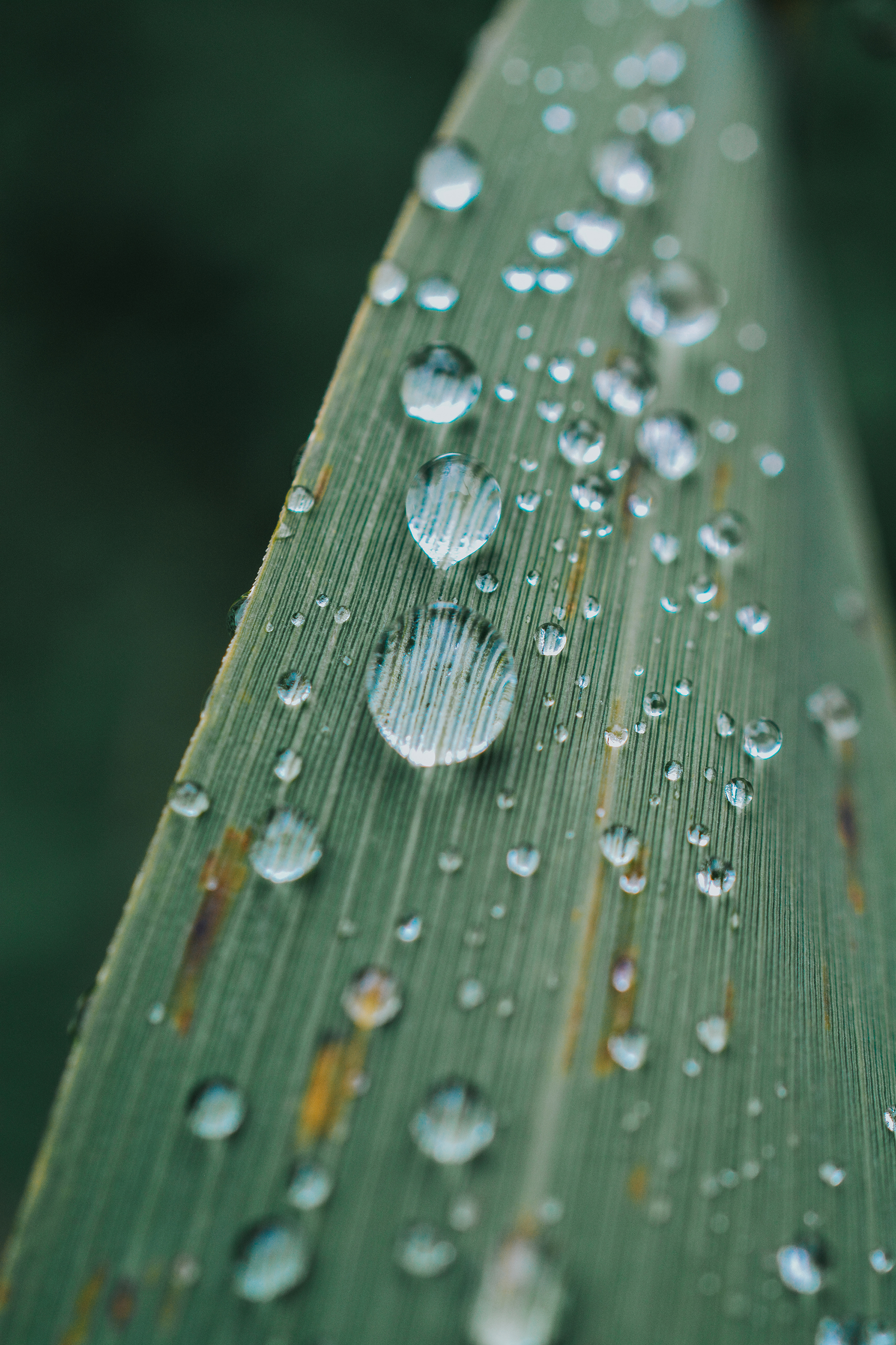 Après la pluie, par Artemis