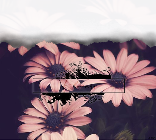 Graph Flowers, par Ollash