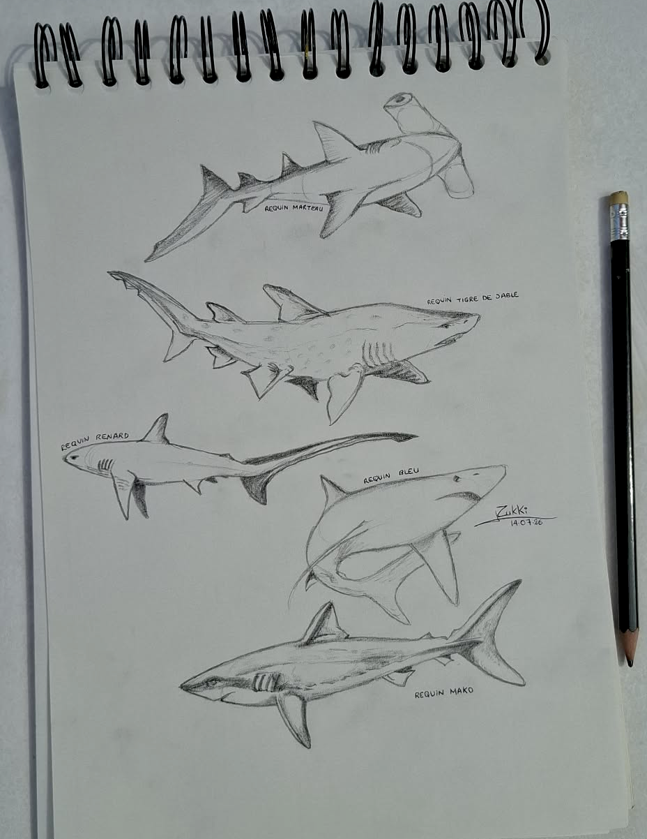 Elasmobranchii, par Zukki