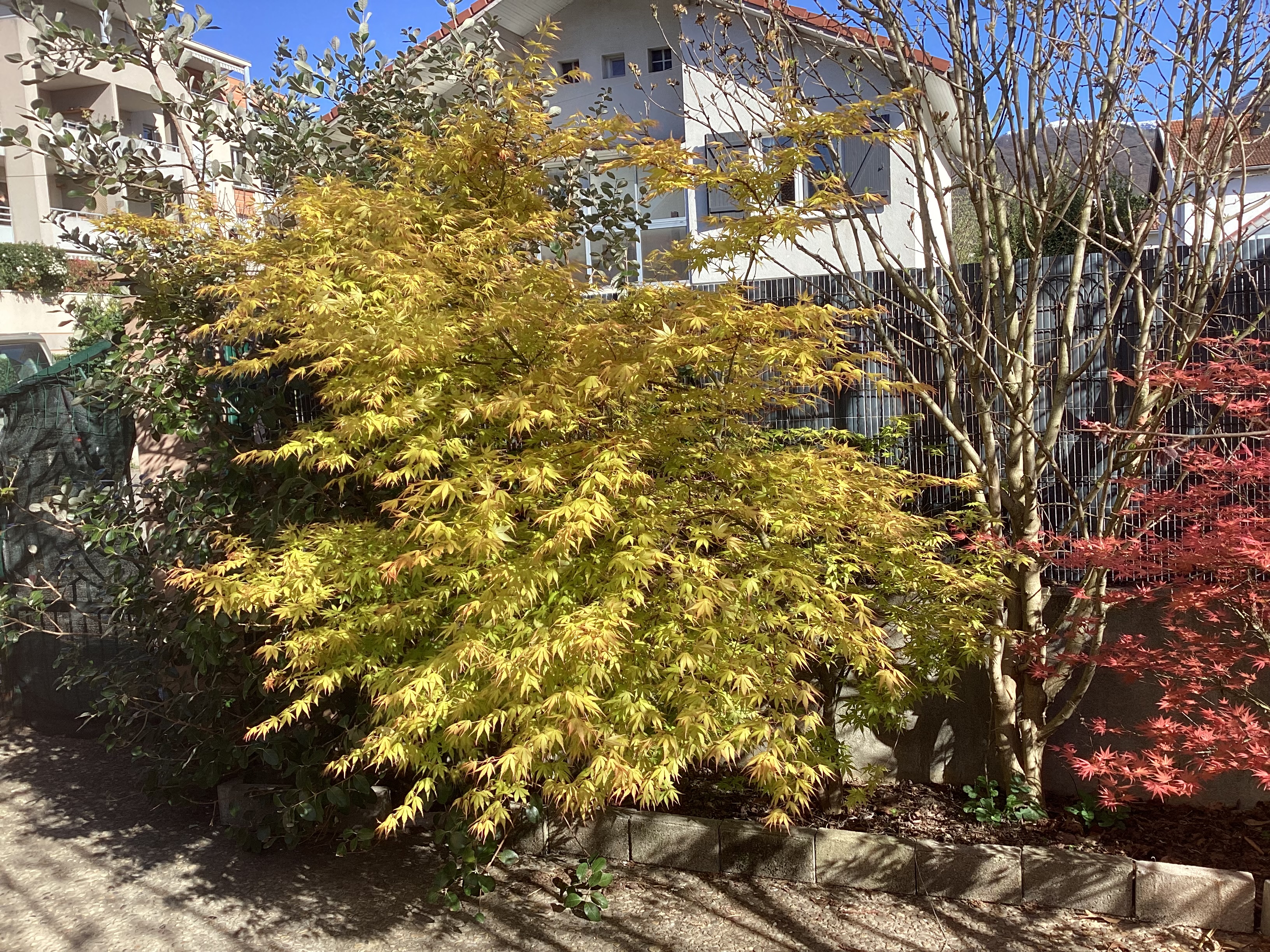Érable du Japon, par Tempête d’automne