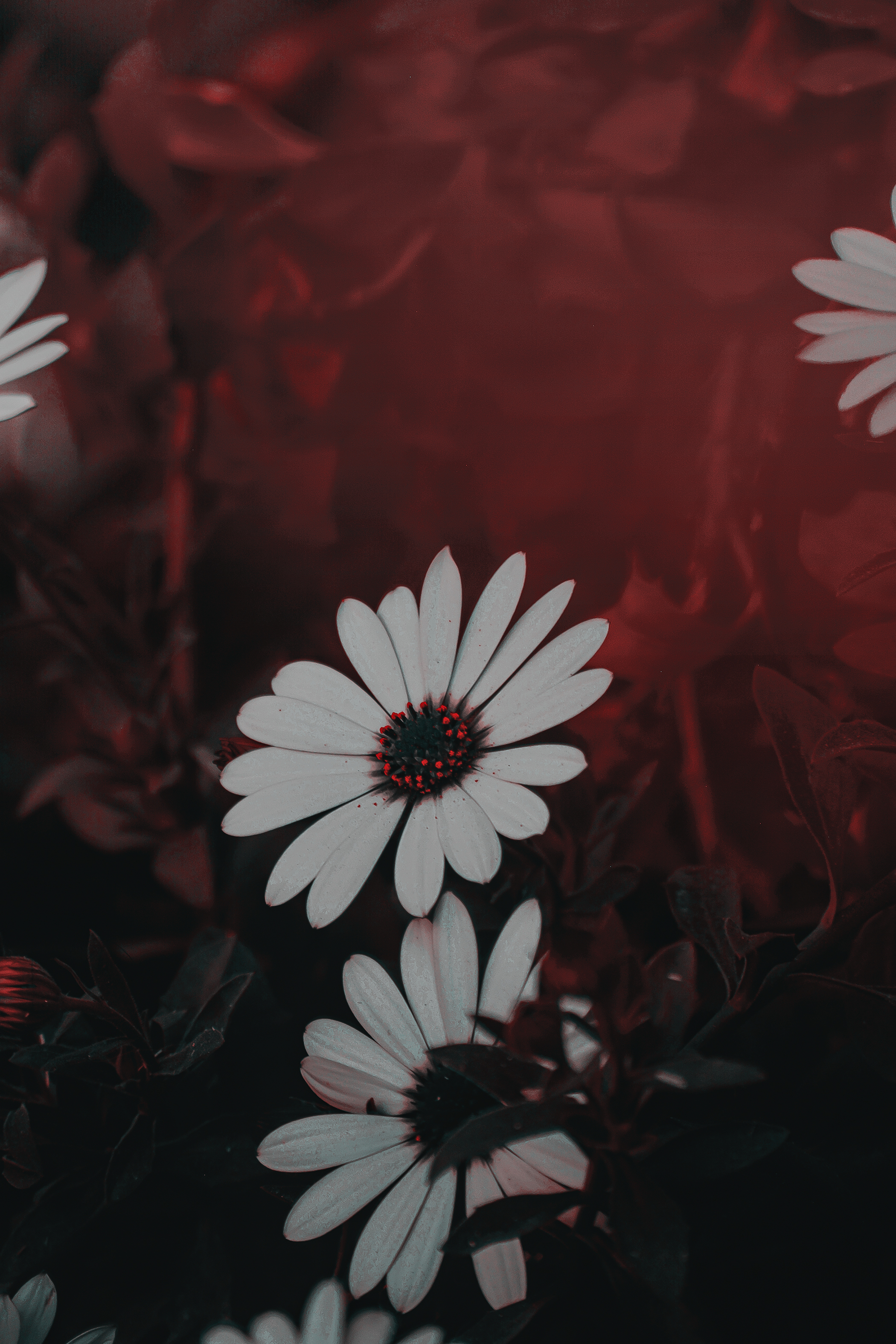 Red, par Artemis