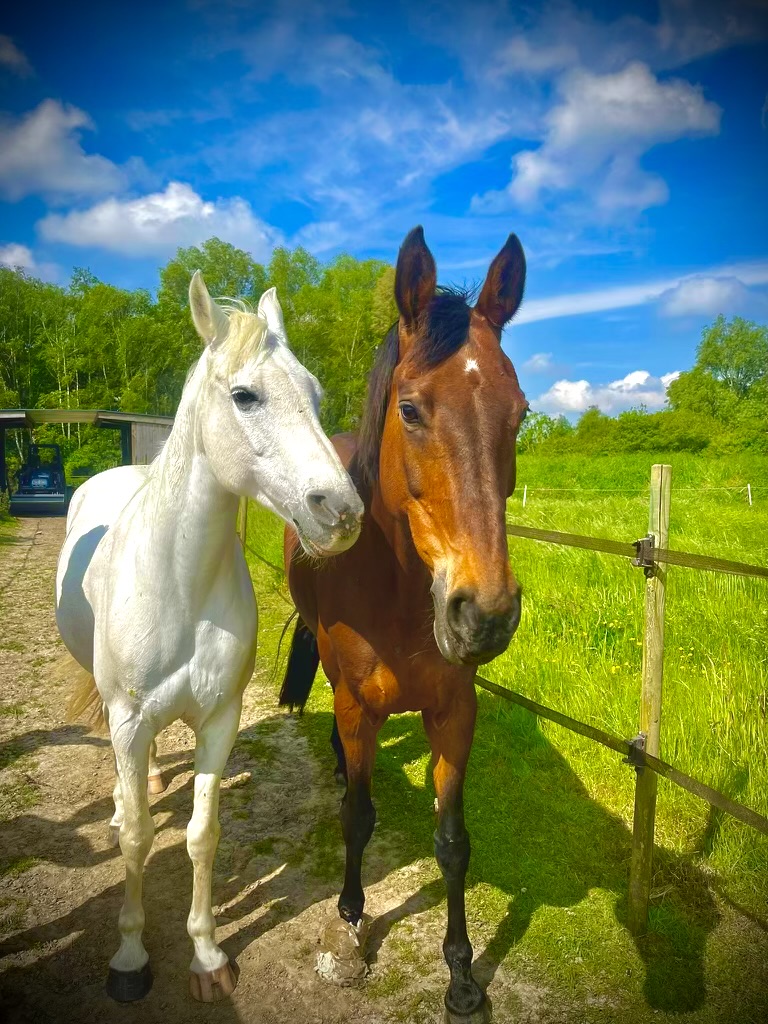 Chevaux, par Arcencieland