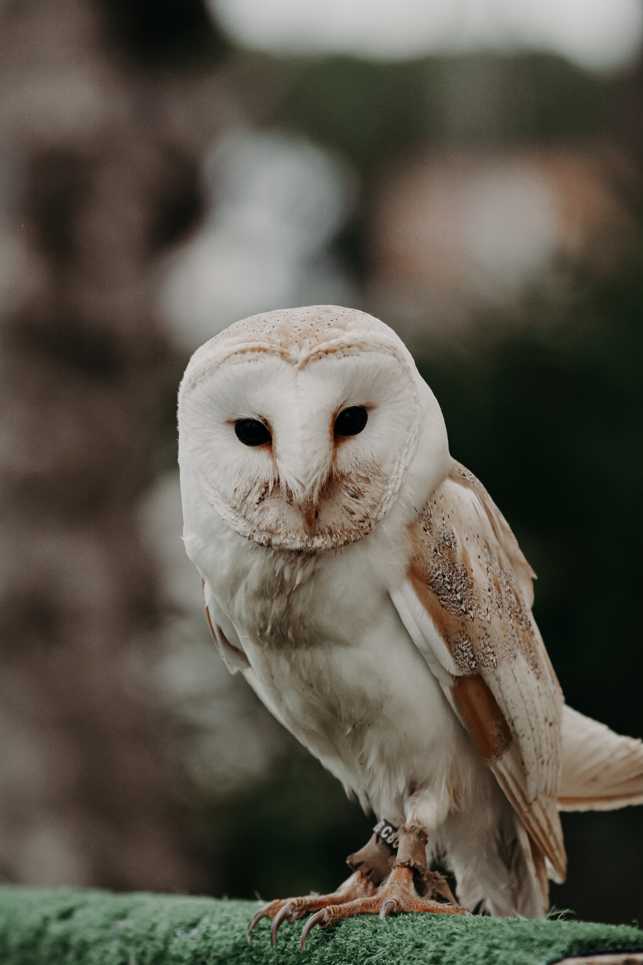 Regard, par Artemis