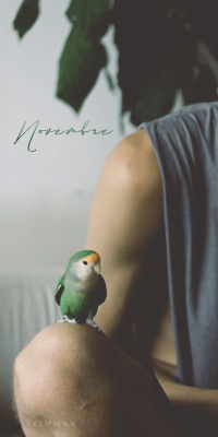 Novembre perruche, par Milou