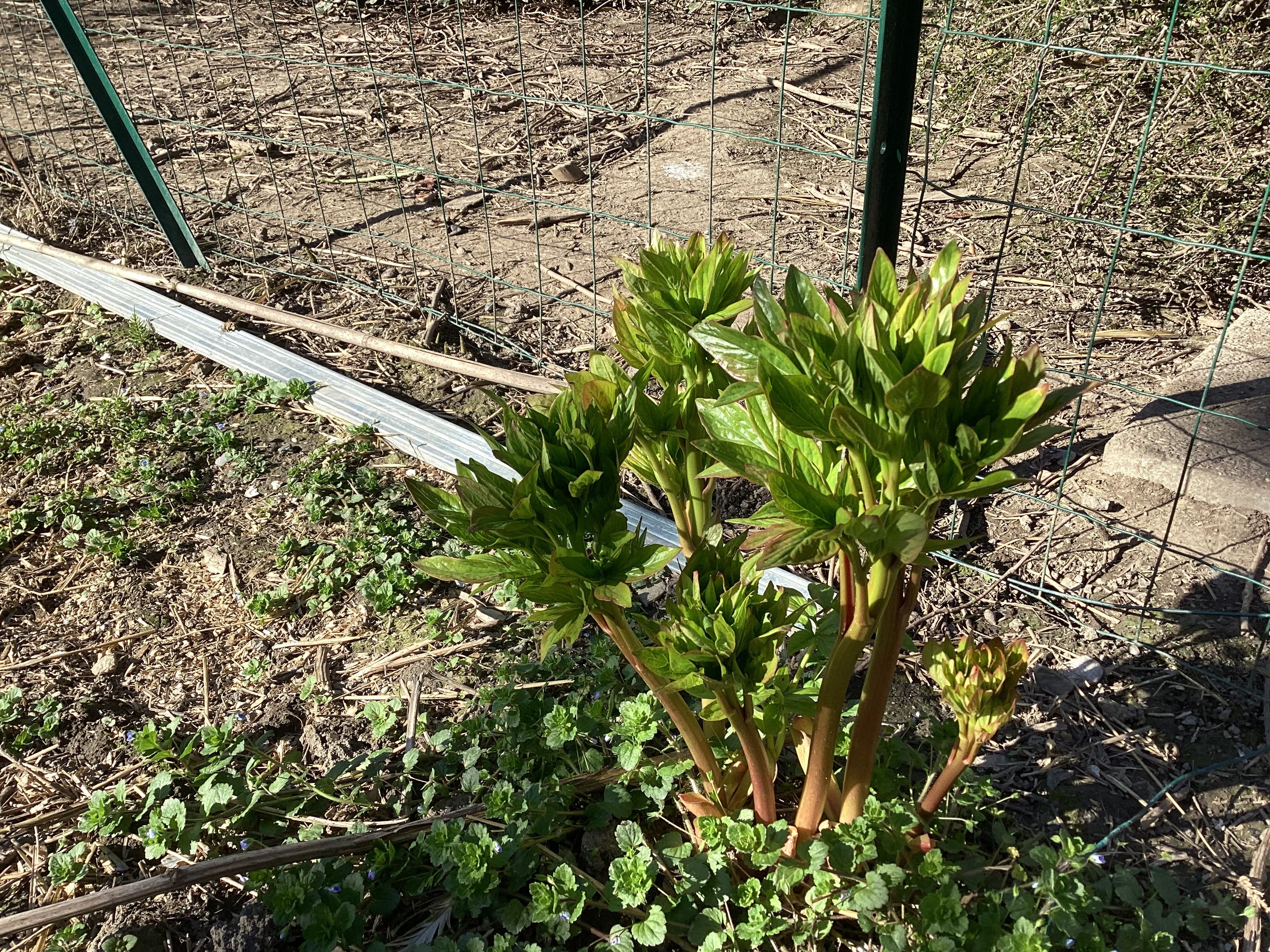 Plante, par Tempête d’automne