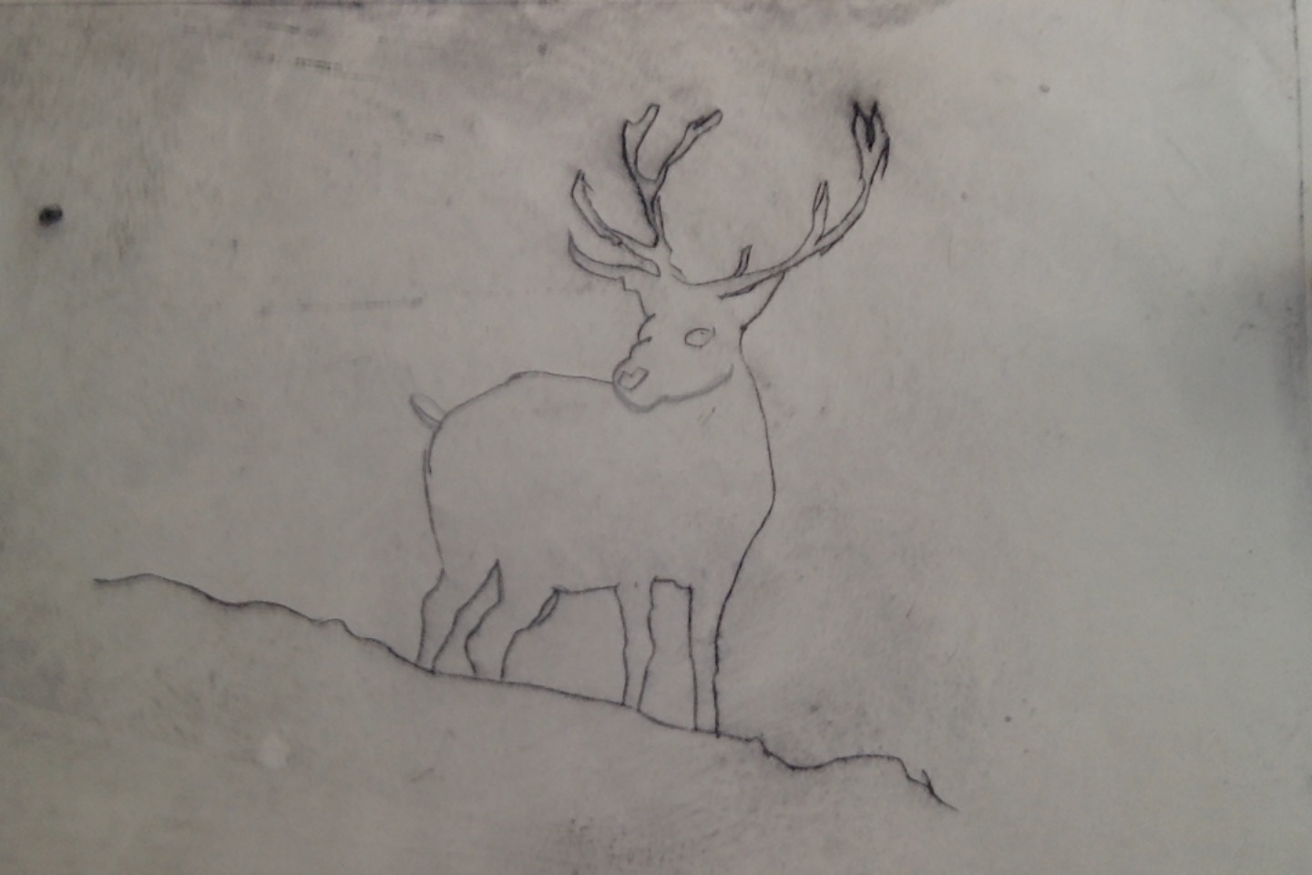 Cerf, par Saso