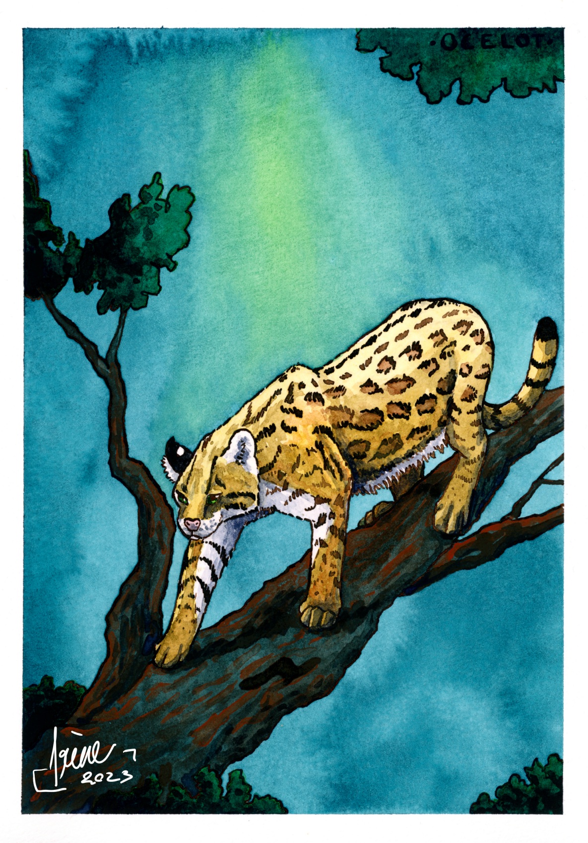 Ocelot, par Galad-El