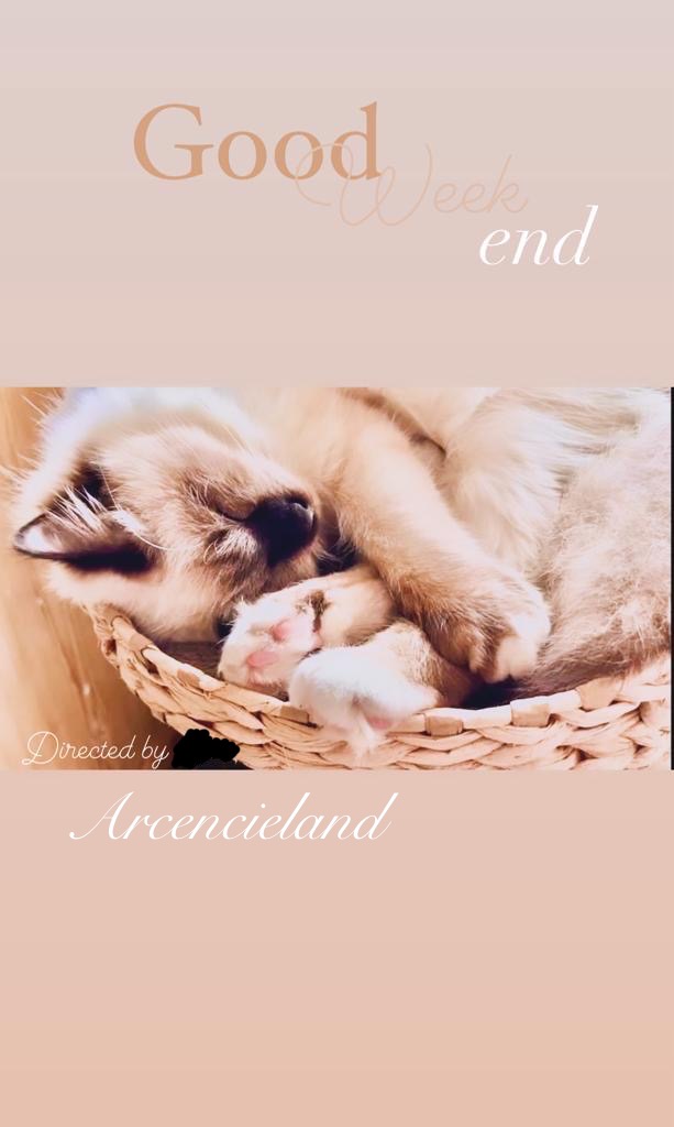 Chat, par Arcencieland