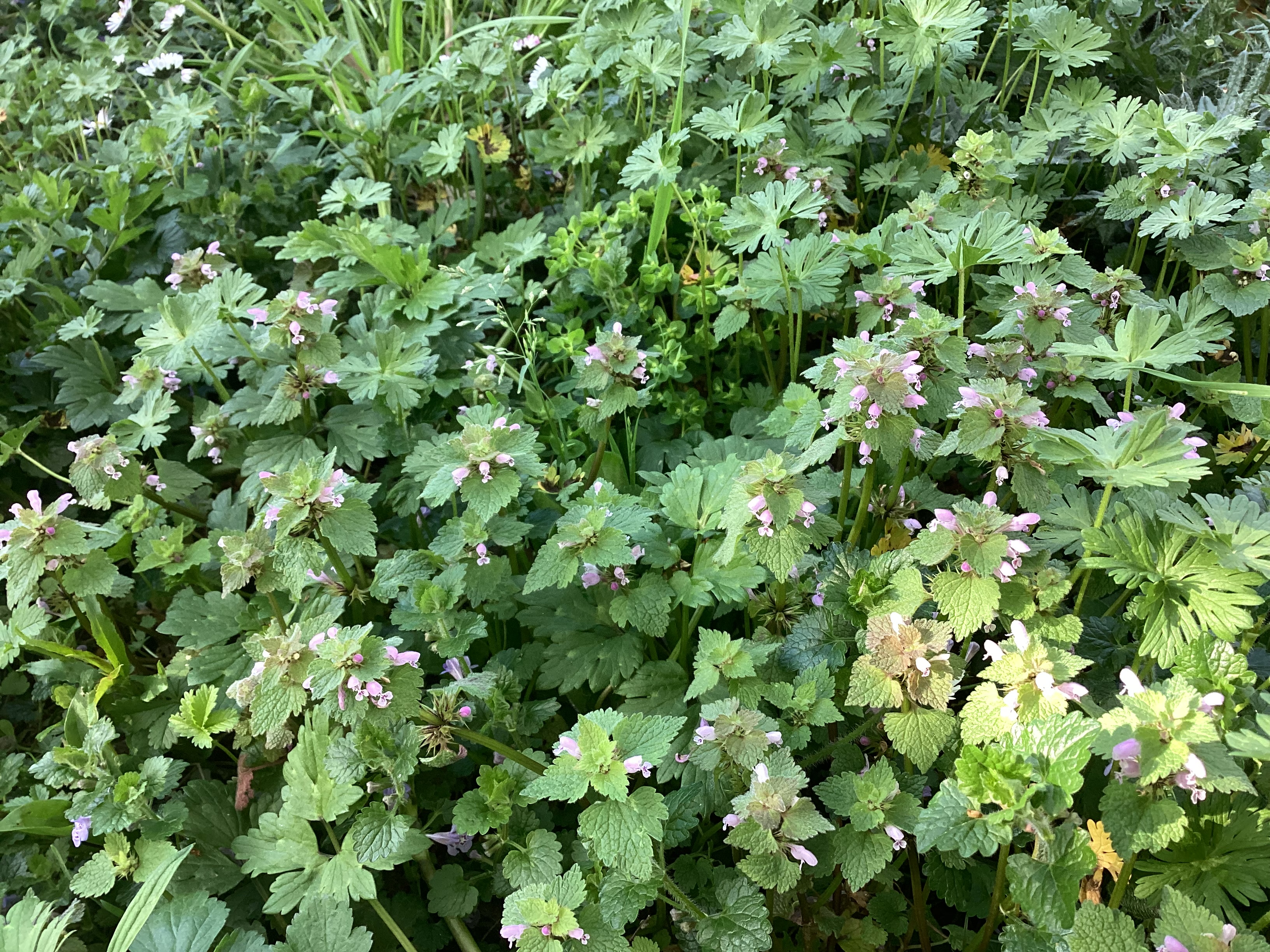 Fleurs, par Tempête d’automne