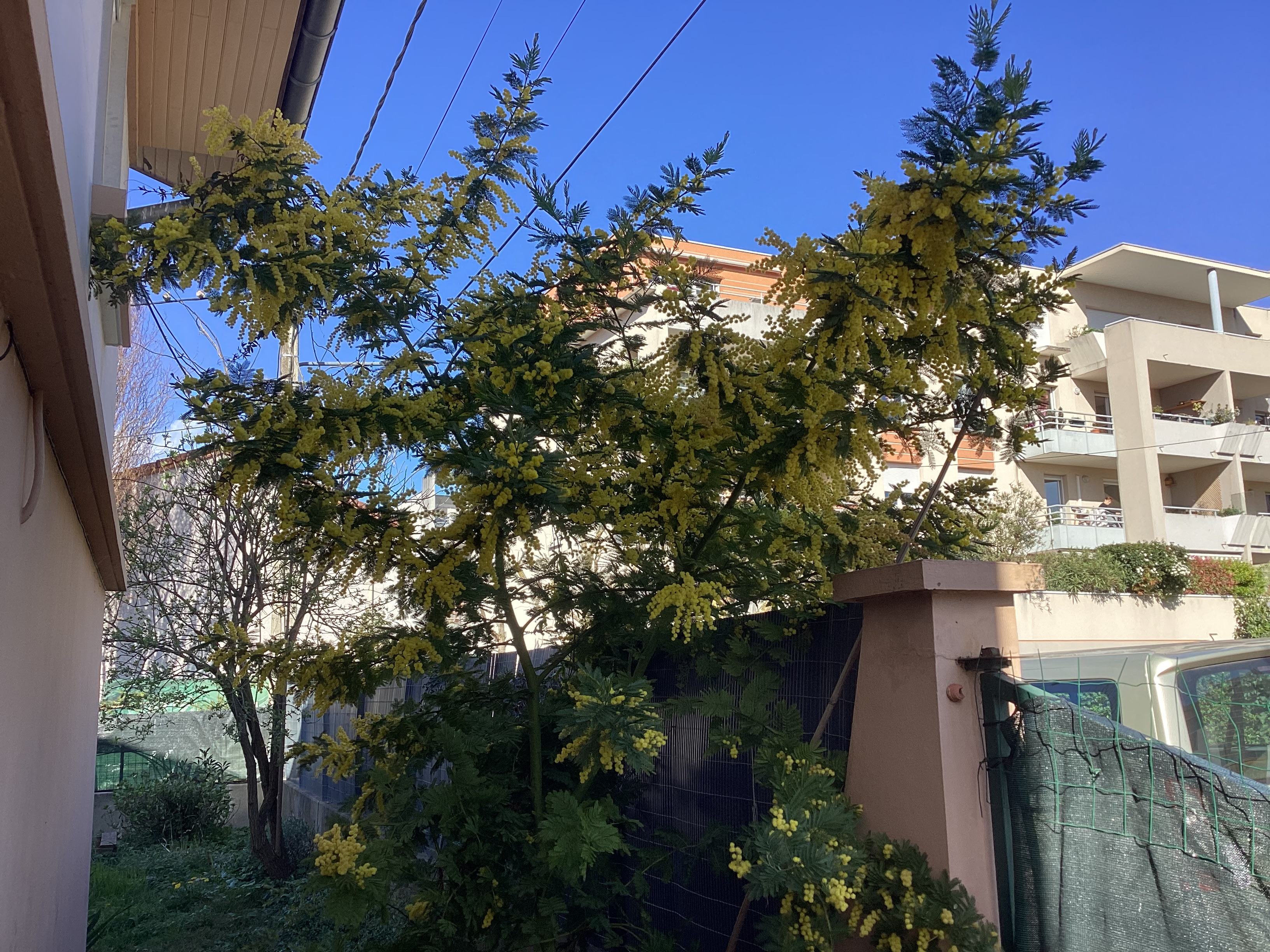 Arbre, par Tempête d’automne
