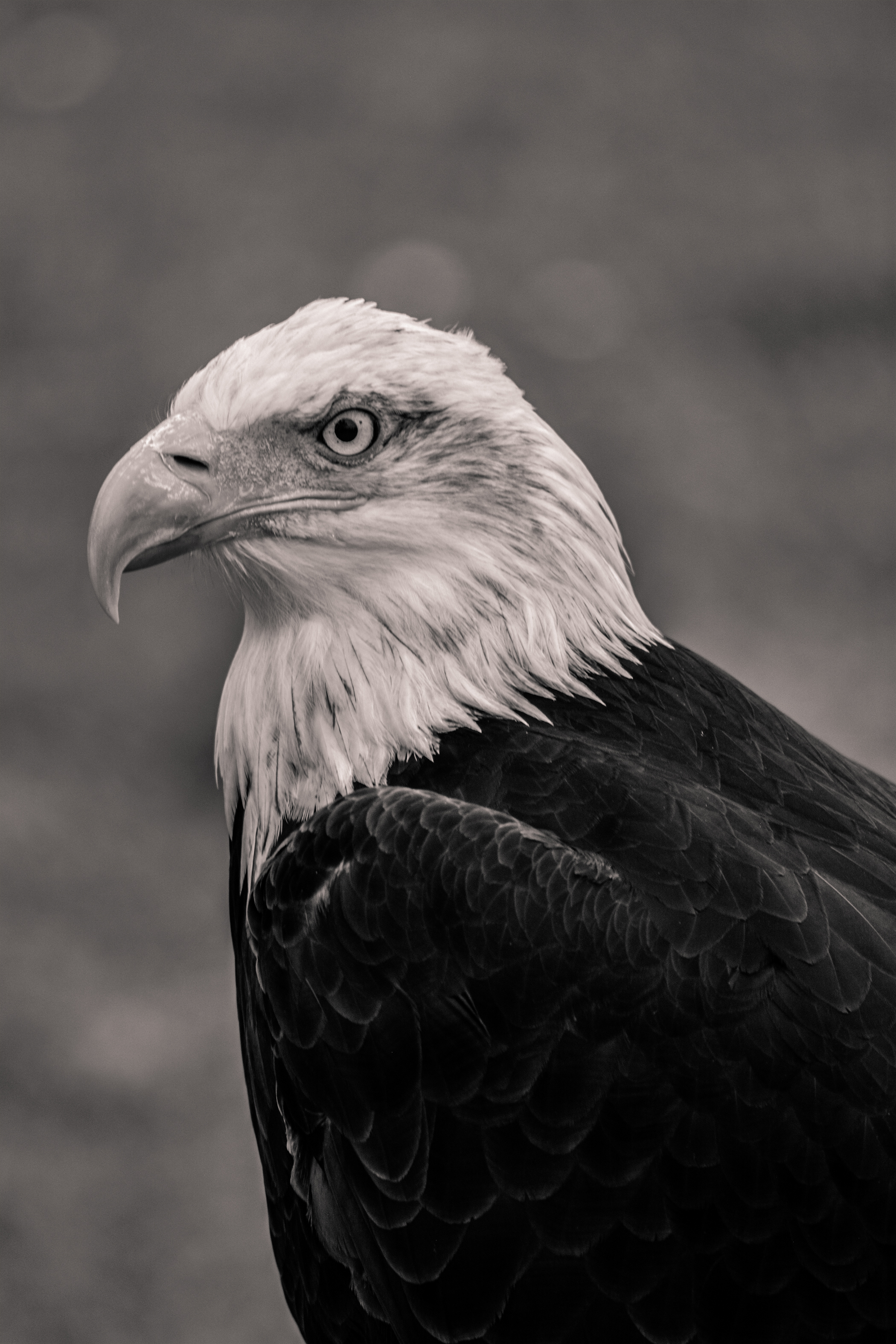 Aigle, par Artemis