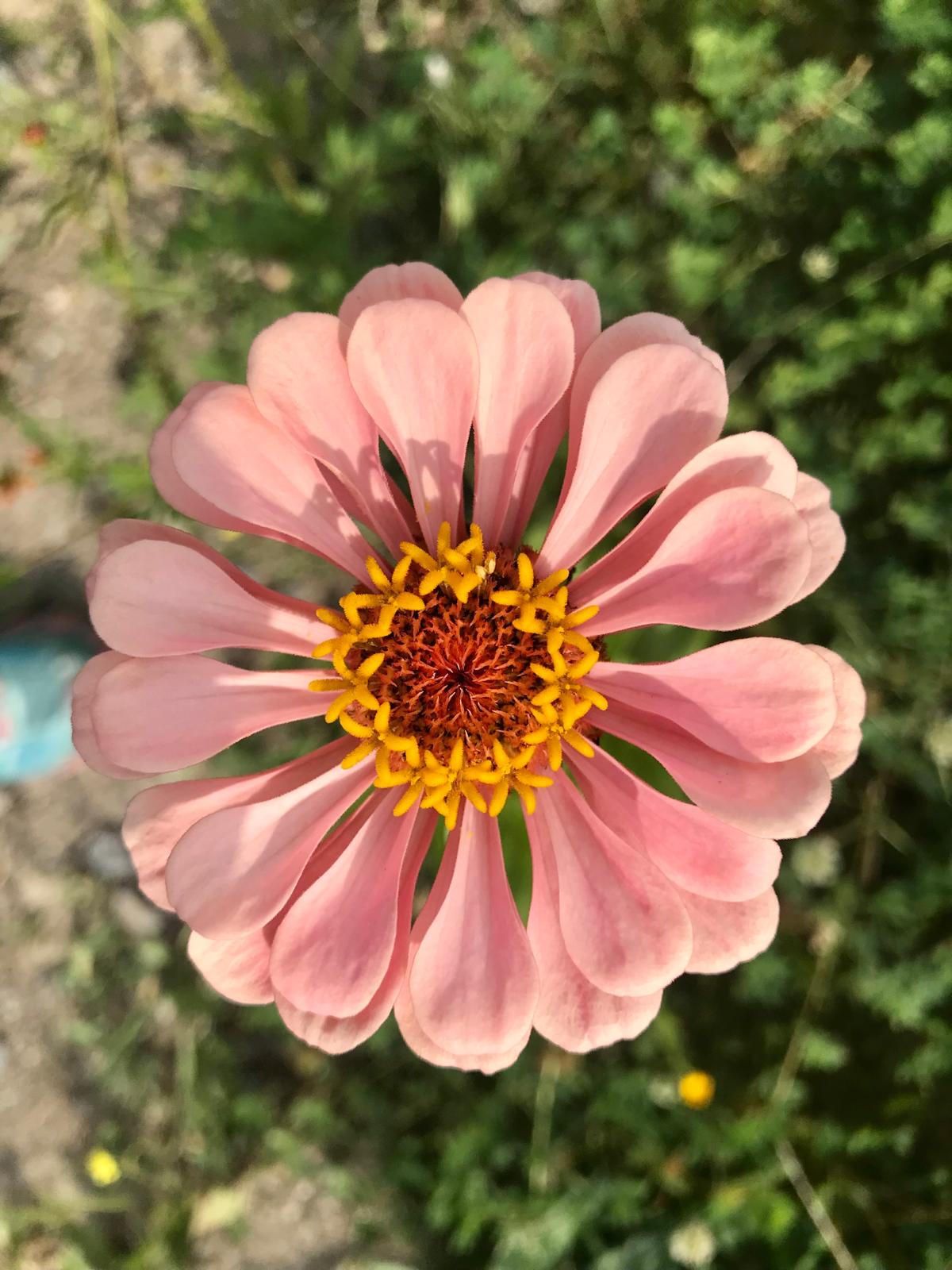 Fleur, par Saso