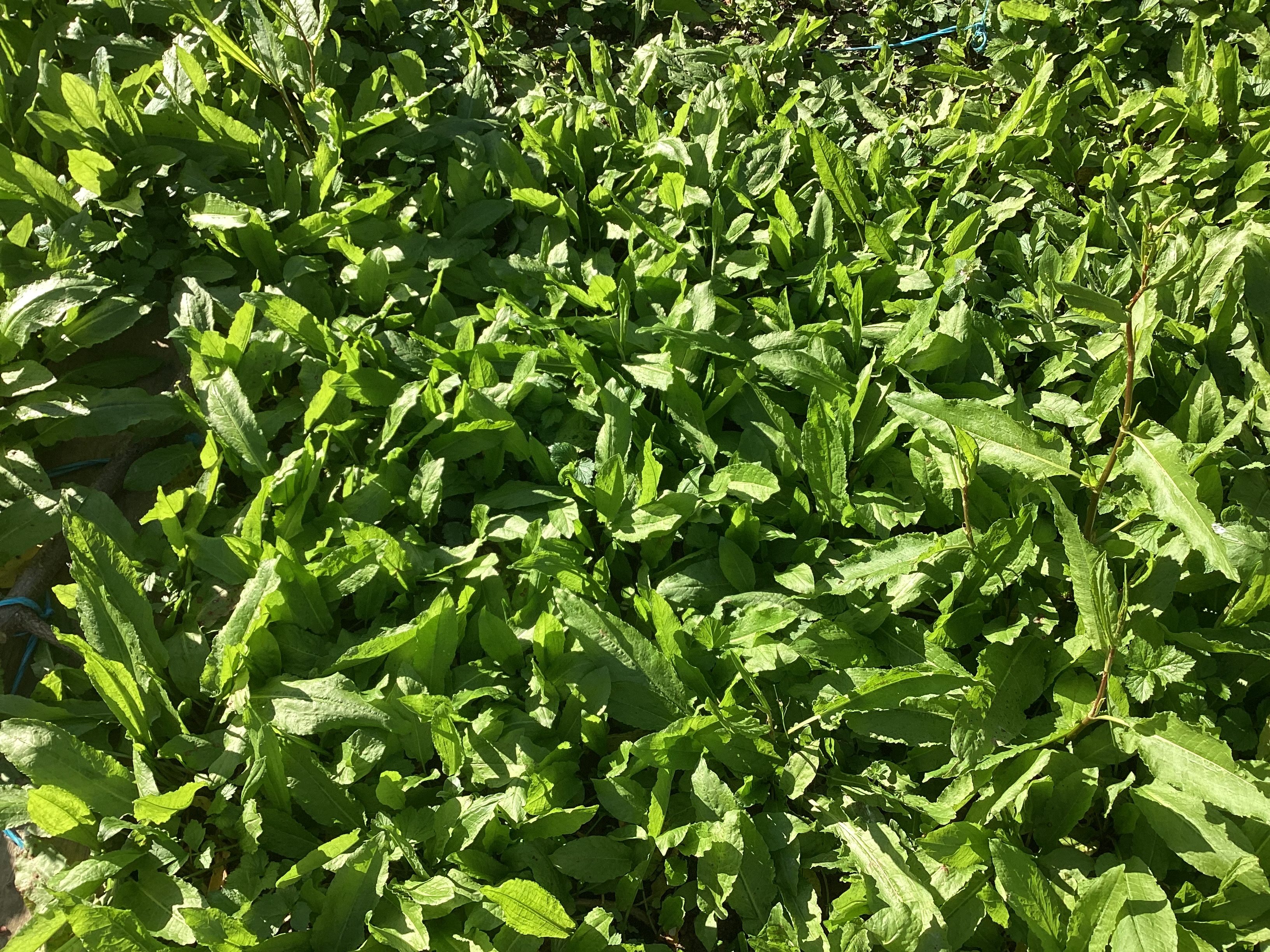 Herbe, par Tempête d’automne