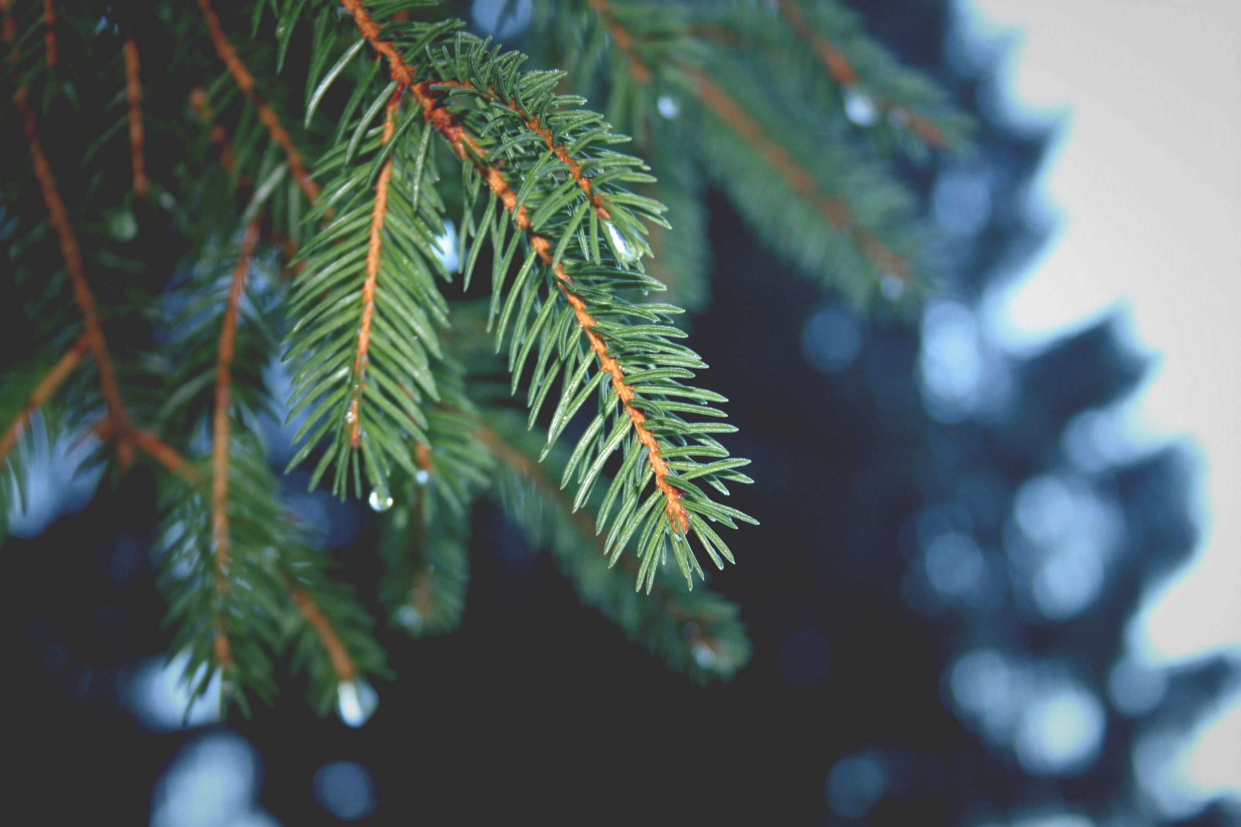 Verdure hivernale, par Aadelrun