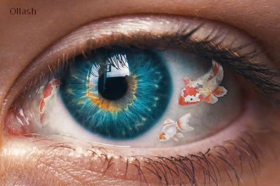 Poisson, par Ollash