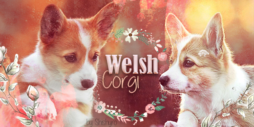 Welsh Corgi, par Tokyadi