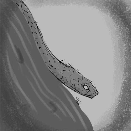 [Sketches] - Boomslang, par Tsü