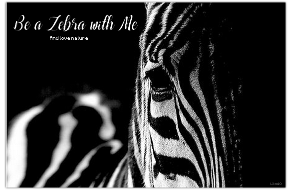 Be a zebra, par Lila40