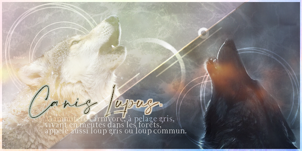 Canis lupus, par Plume`