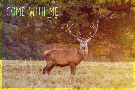 Cerf, par Lila40