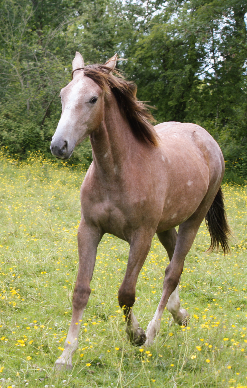 Cheval (2), par Zukki