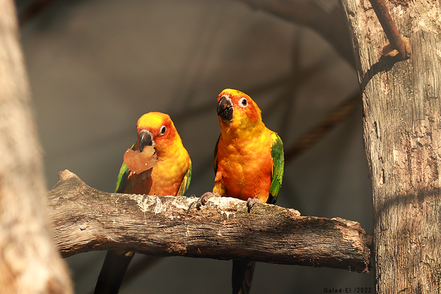 [6/52] Oiseaux, par Galad-El