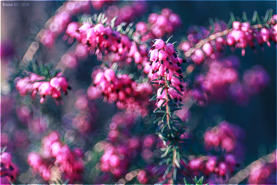 Bientôt le printemps !, par Galad-El