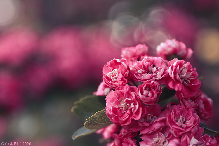 Fleurs, par Galad-El
