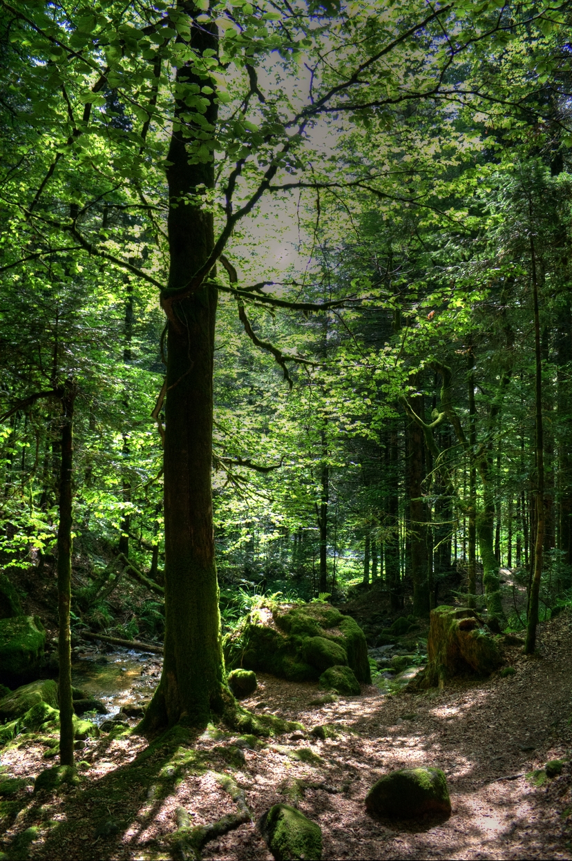 Forêt Vosgienne, par Zukki