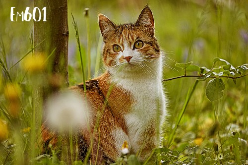Curieux, par Em601