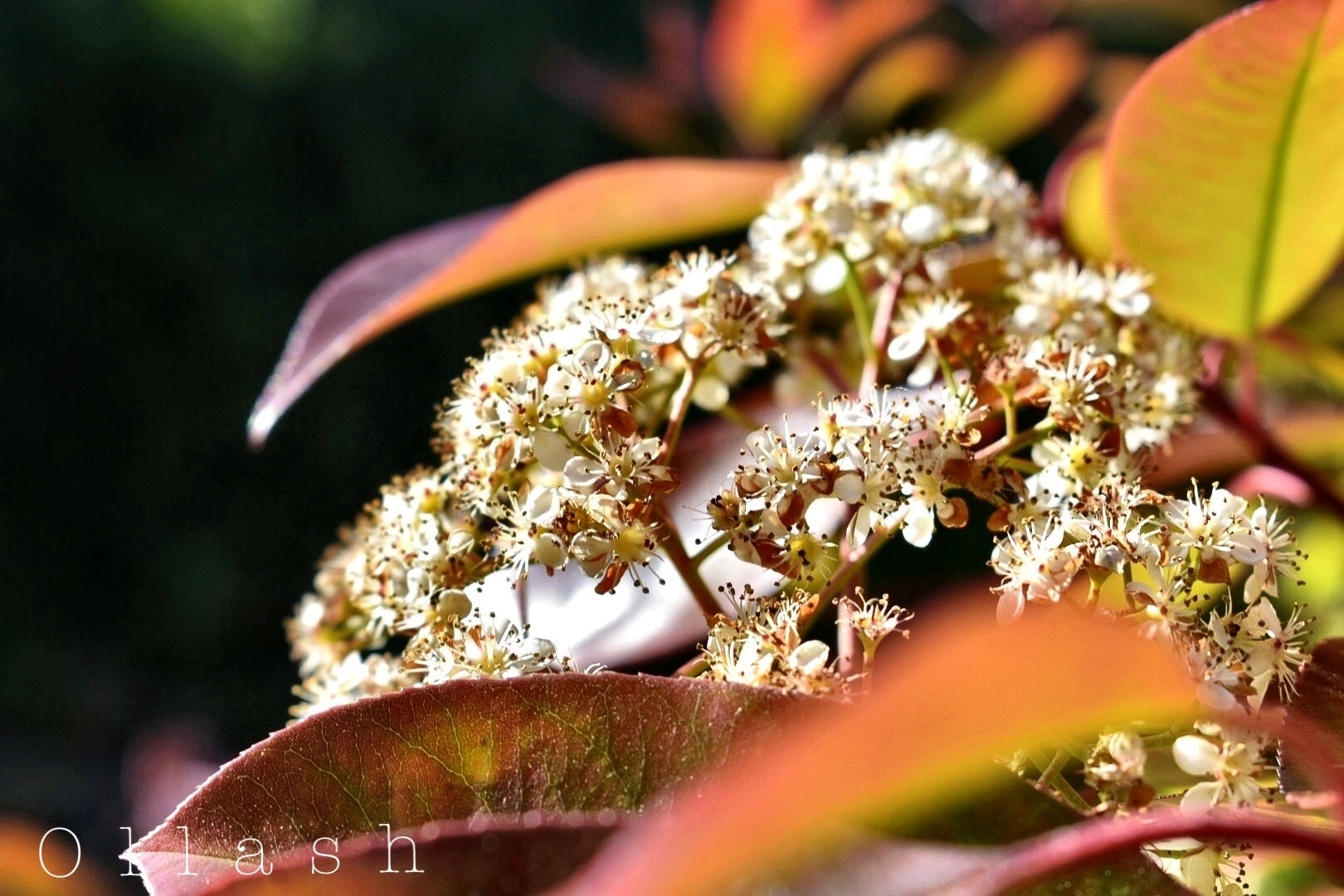 Flower, par Ollash