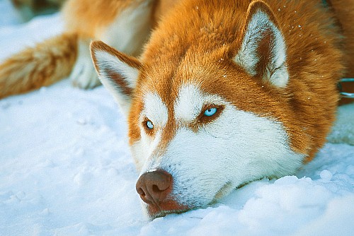 Husky, par Em601