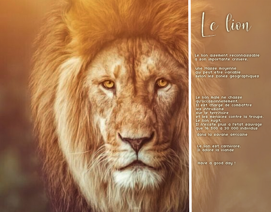 Lion, par Lila40