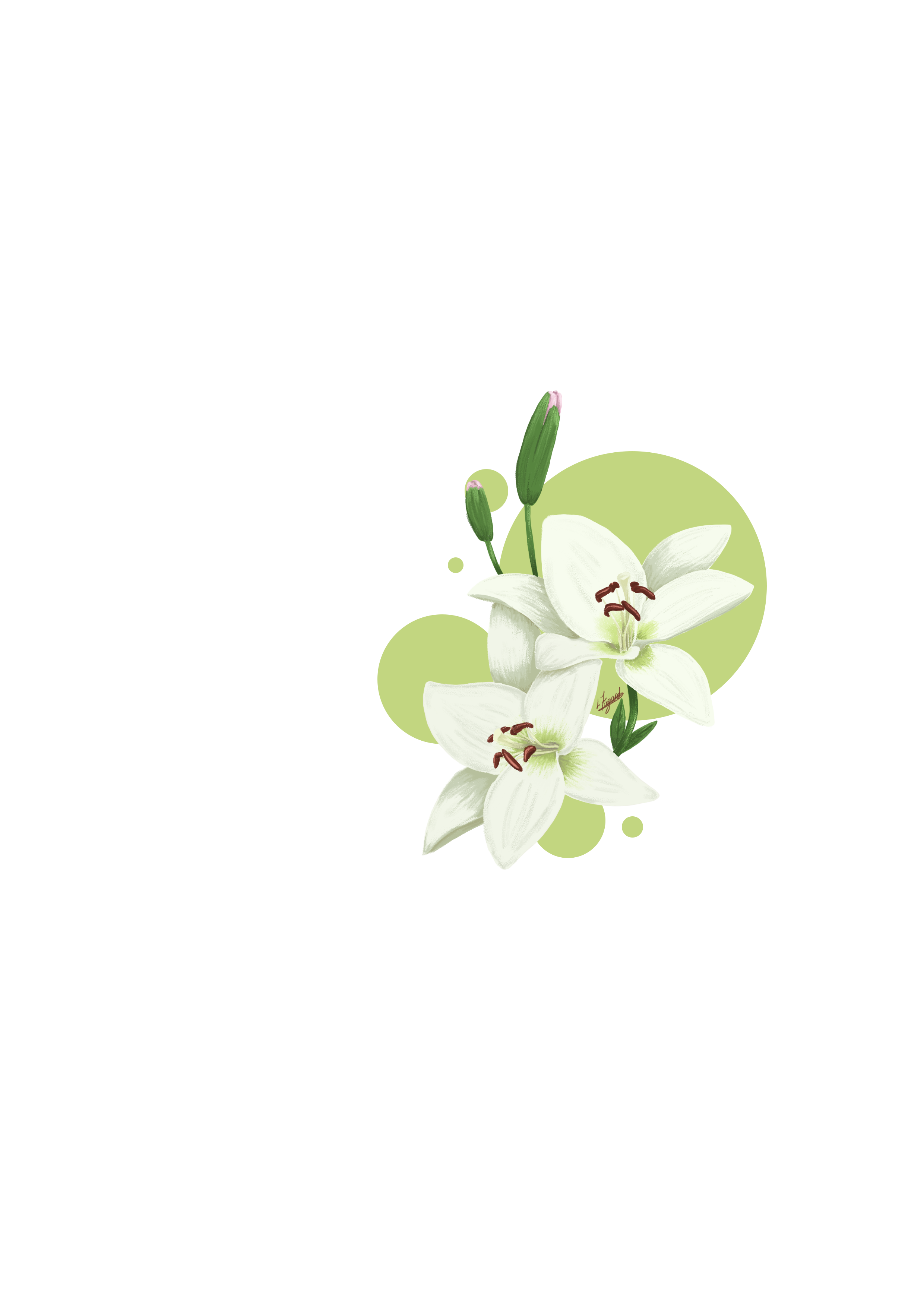 Lys, par Naütilus.