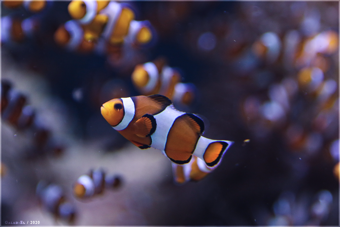Nemo, par Galad-El
