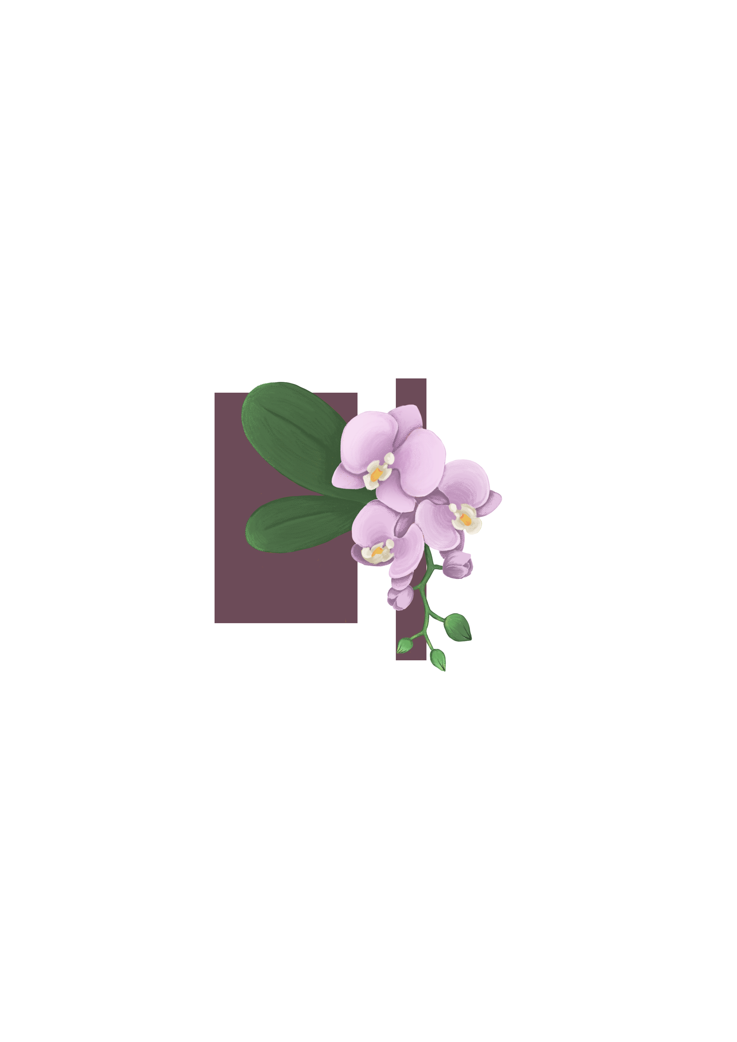 Orchidée, par Naütilus.