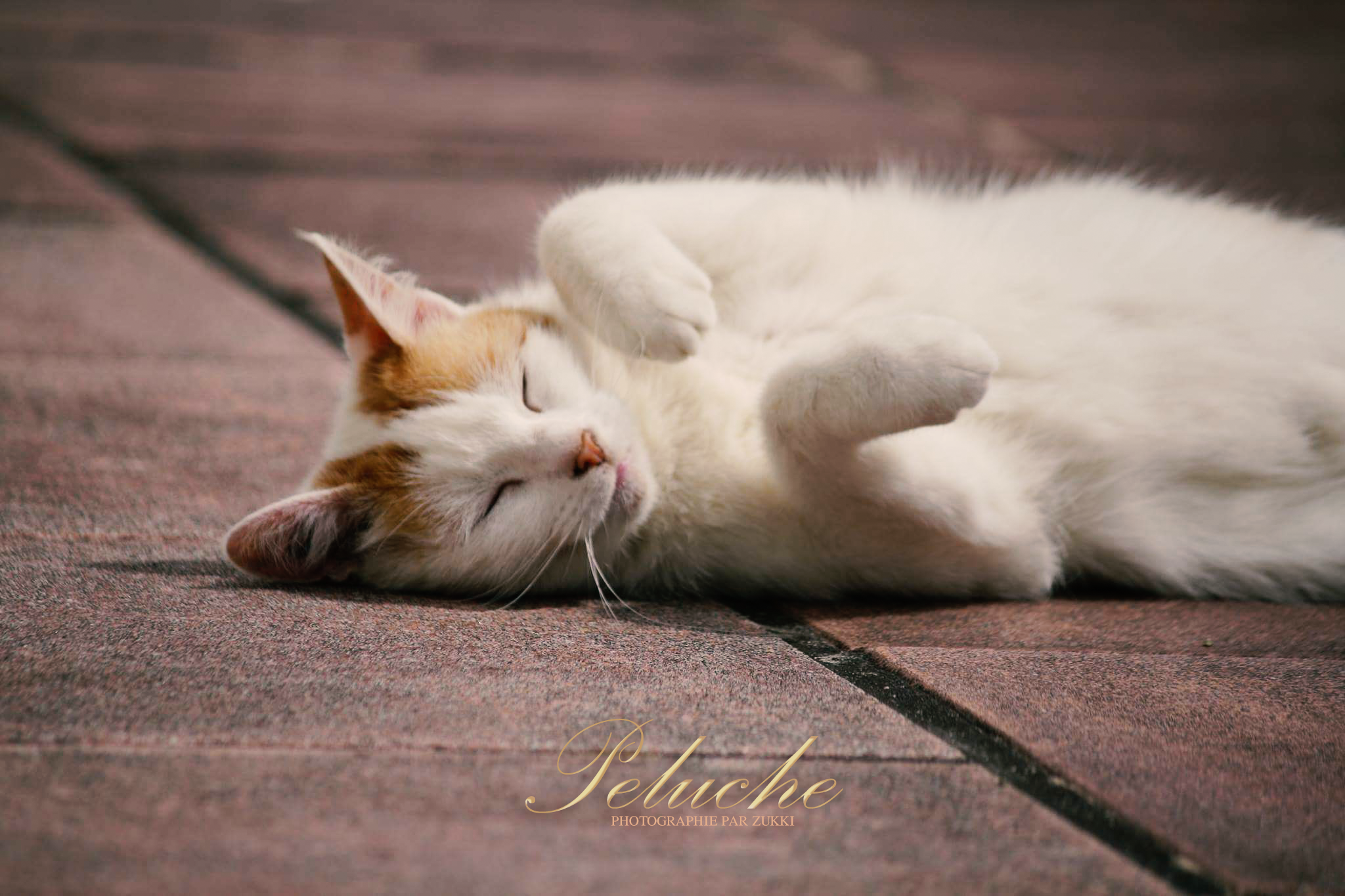 Peluche, par Zukki