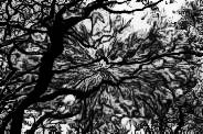 Arbre creepy, par Xxx.Artflow.xxX