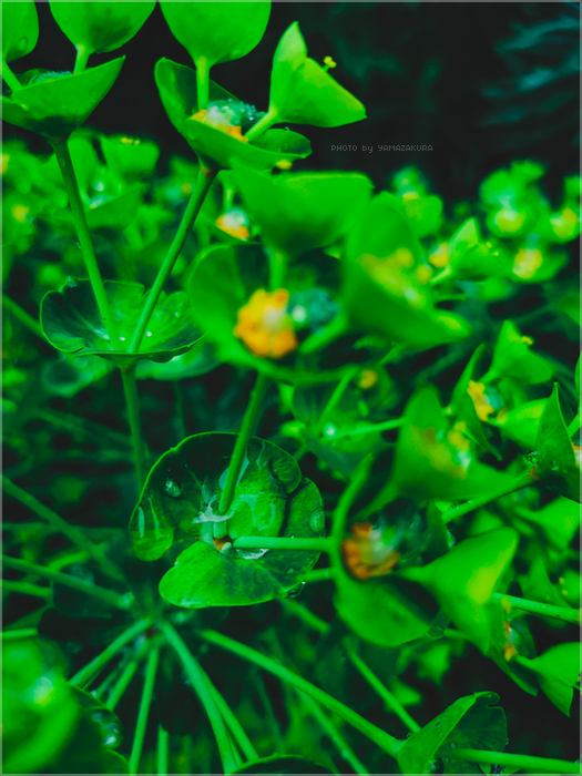 Water drop, par Yamazakura