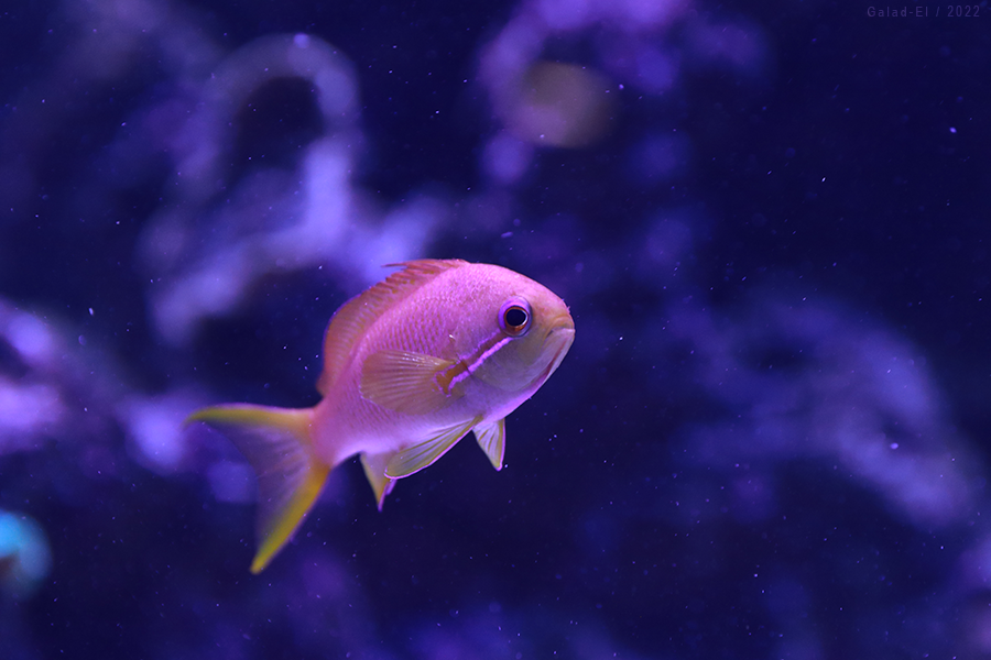 [1/52] Petit poisson dans l'eau, par Galad-El