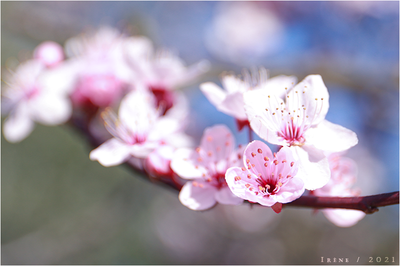 Le retour du printemps, par Galad-El