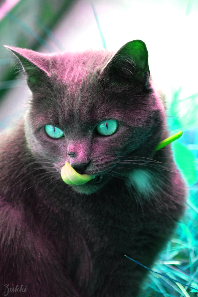 Mon alien de chat, par Zukki