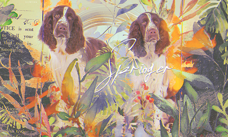 Springer jungle, par Milou